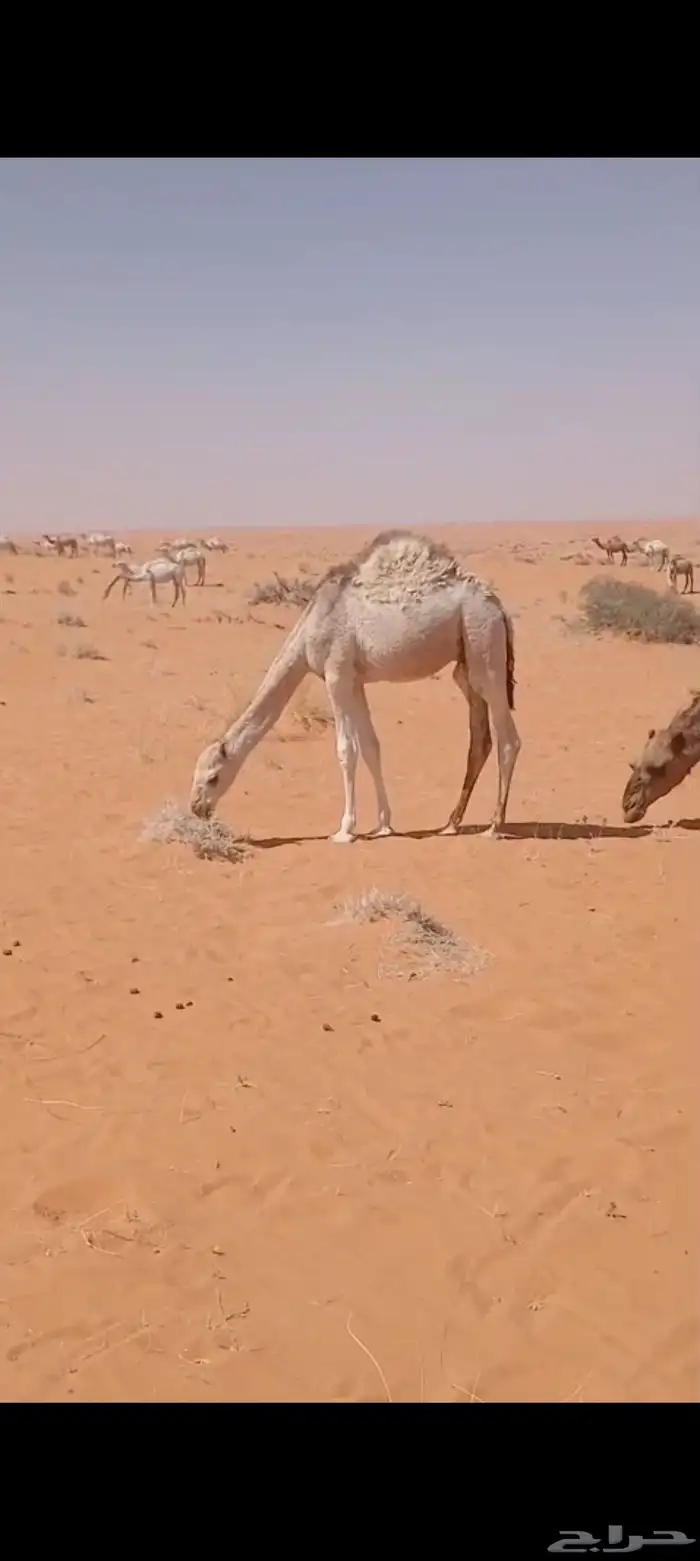 للبيع القعدان. للتواصل. 6