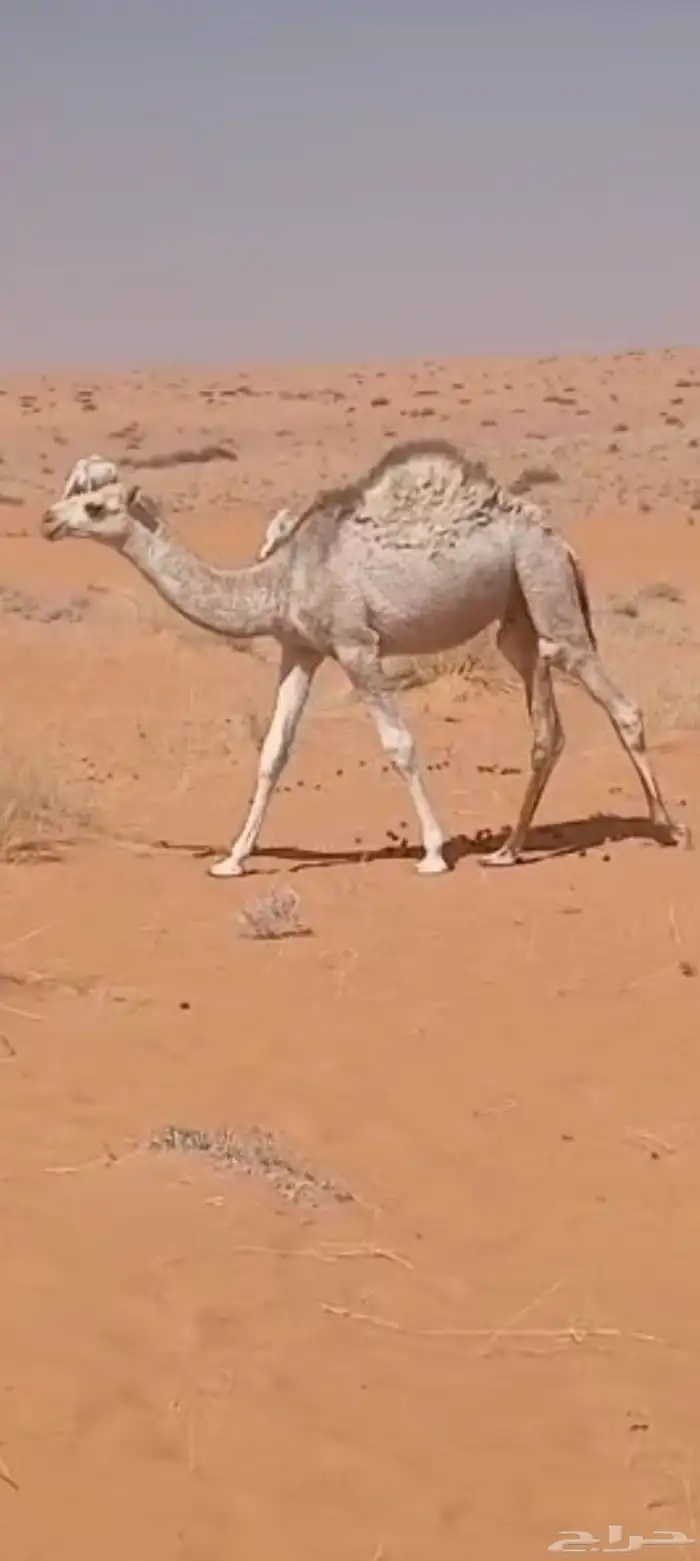 للبيع القعدان. للتواصل. 4