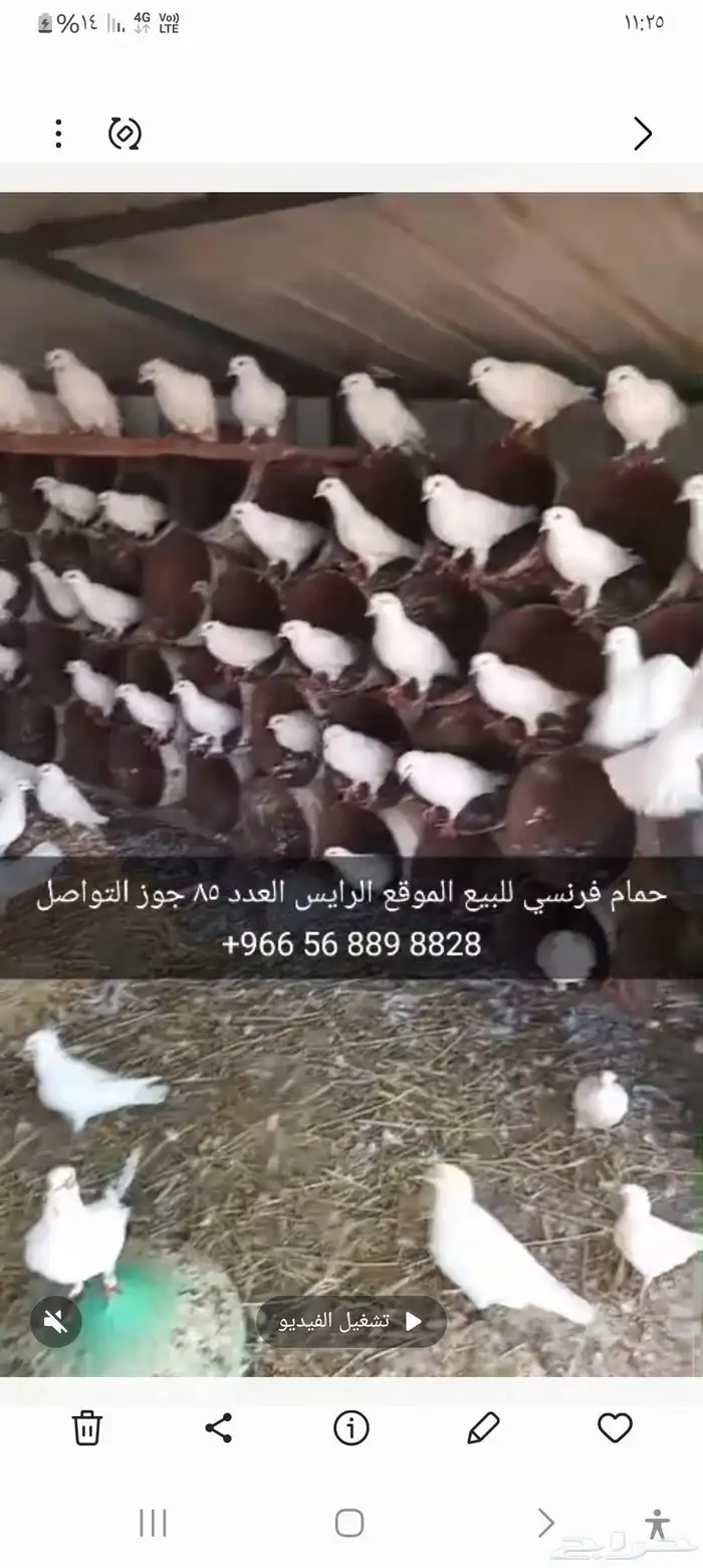حمام   فرنسي للبيع 0