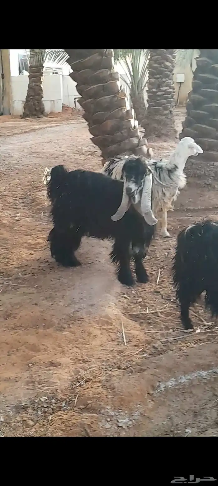 معزى للبيع اابيع 0