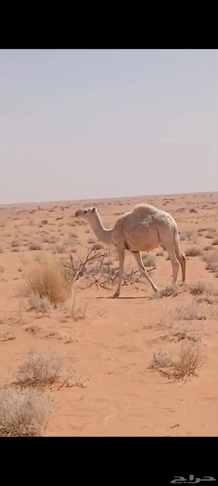 للبيع القعدان. للتواصل. 2