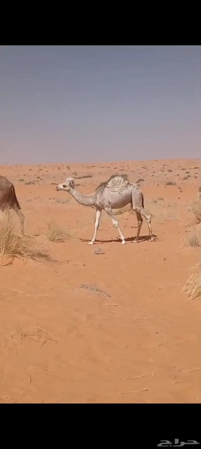 للبيع القعدان. للتواصل. 0