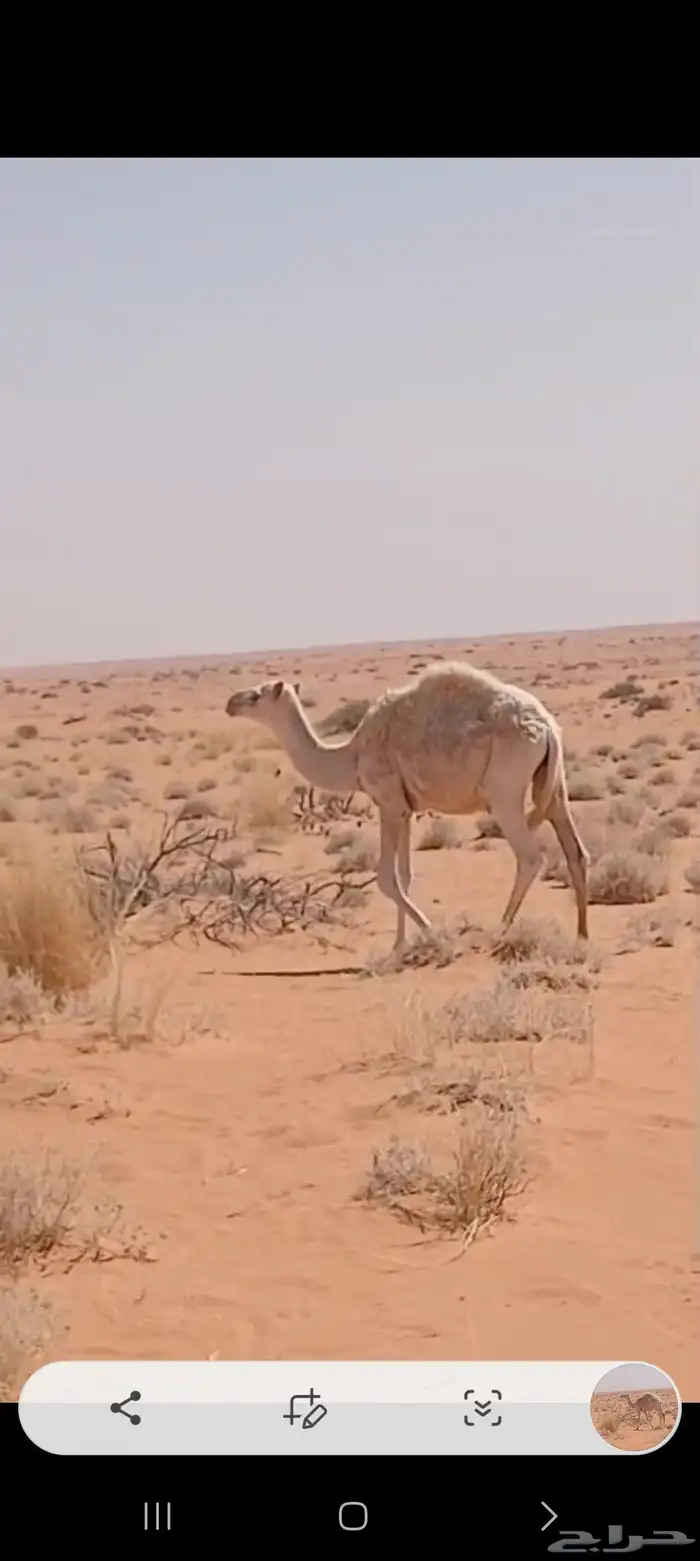 للبيع القعدان. للتواصل. 1