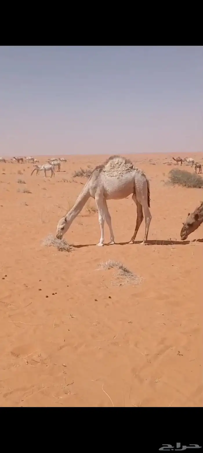 للبيع القعدان. للتواصل. 7