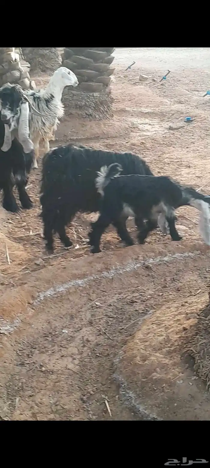 معزى للبيع اابيع 1