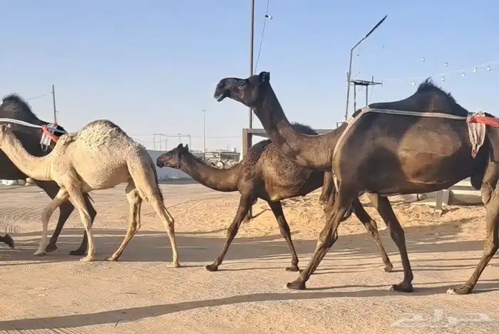 عشاير طيبات هديات وحليبها واجد تحتها بكار وحقة طيبة 4