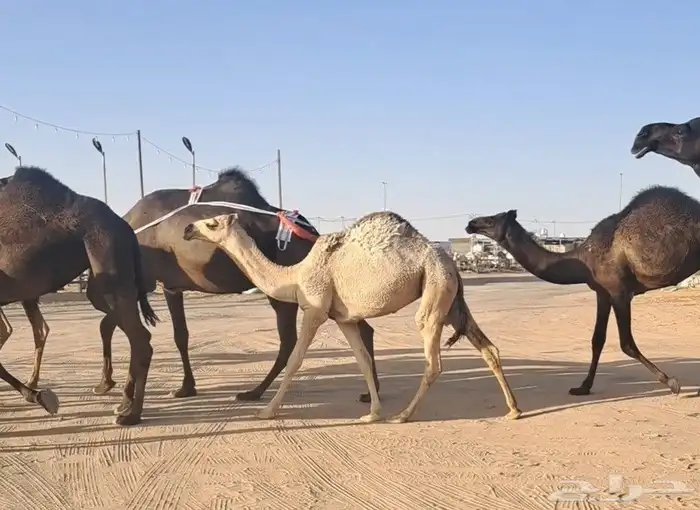 عشاير طيبات هديات وحليبها واجد تحتها بكار وحقة طيبة 0