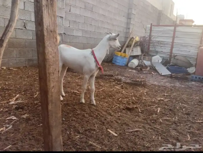 عناق 2 البيع مشروطه من كل عايب 1
