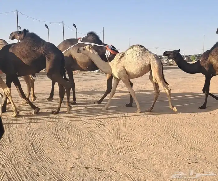 عشاير طيبات هديات وحليبها واجد تحتها بكار وحقة طيبة 2