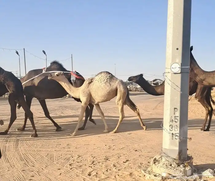 عشاير طيبات هديات وحليبها واجد تحتها بكار وحقة طيبة 3