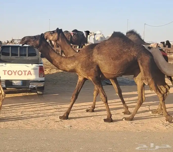 عشاير طيبات هديات وحليبها واجد تحتها بكار وحقة طيبة 1