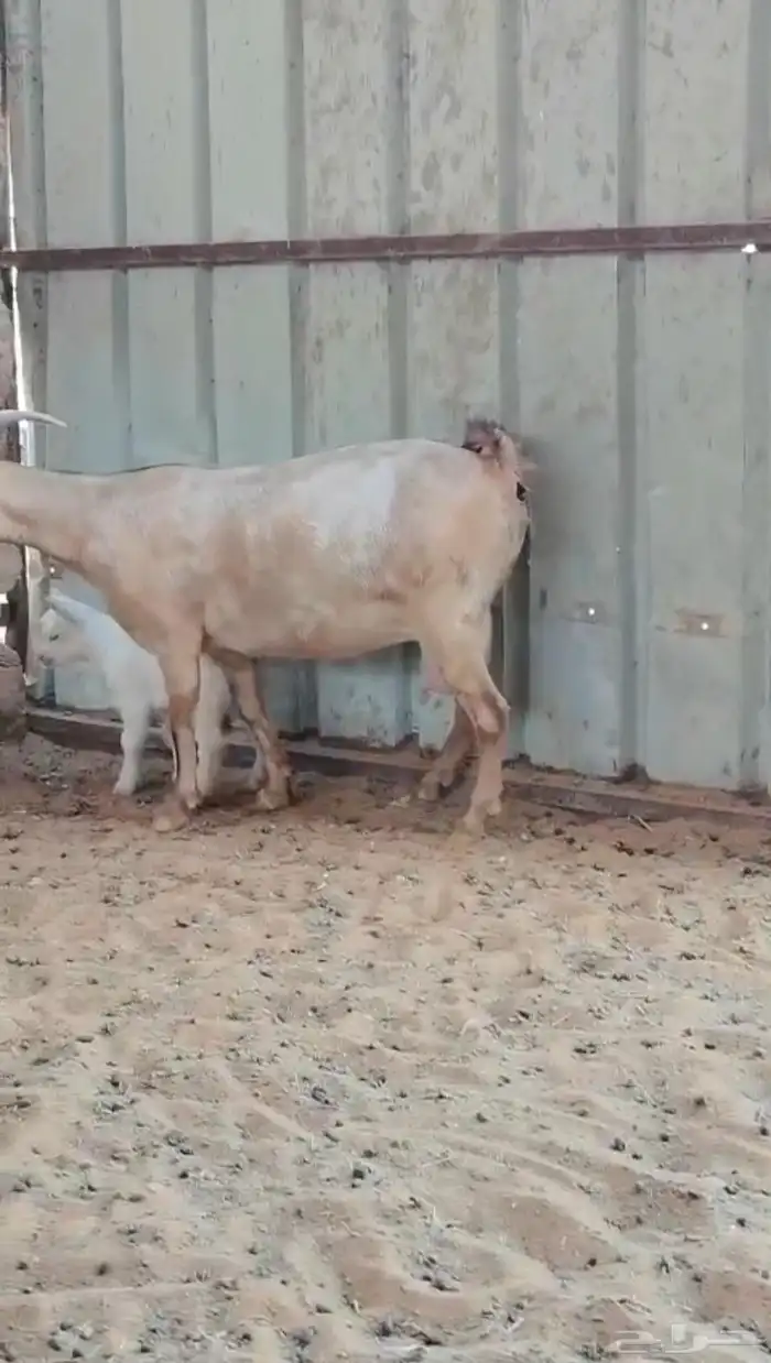 عنز مشروكه 2