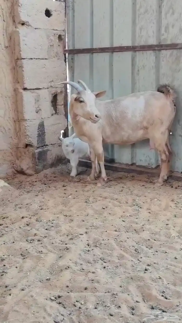عنز مشروكه 1