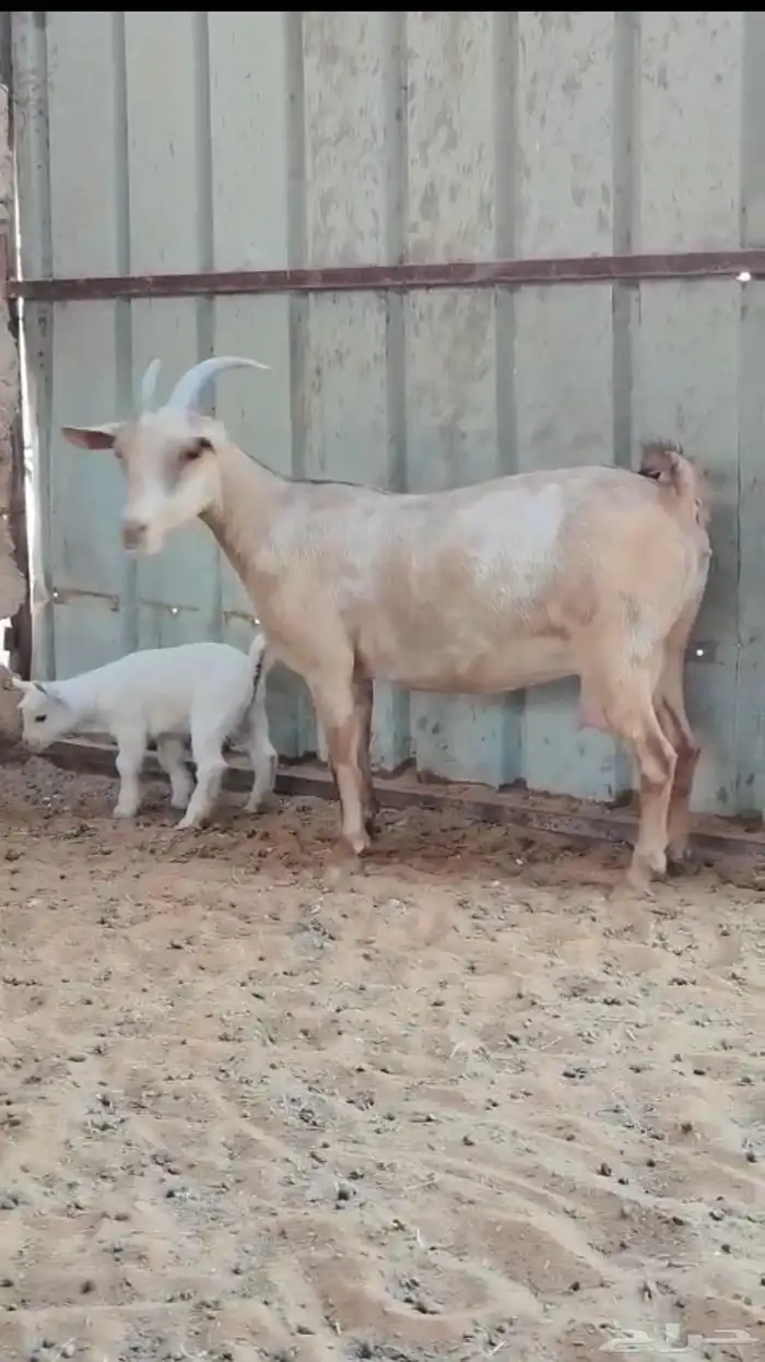 عنز مشروكه 0