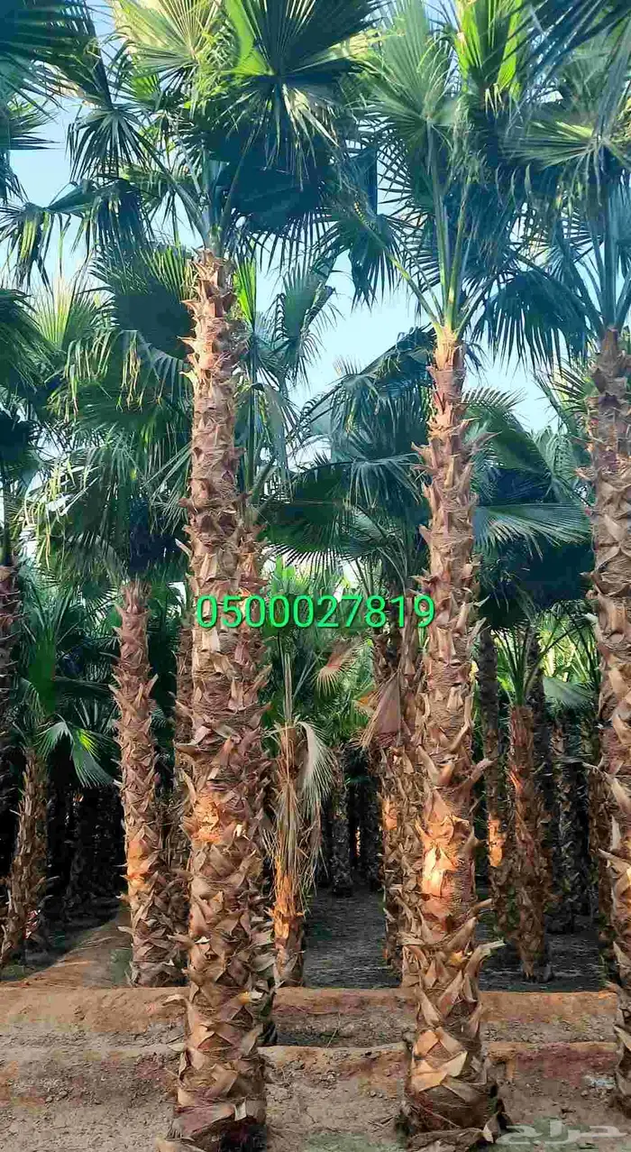 نخل واشنطني ثيل طبيعي للبيع 3