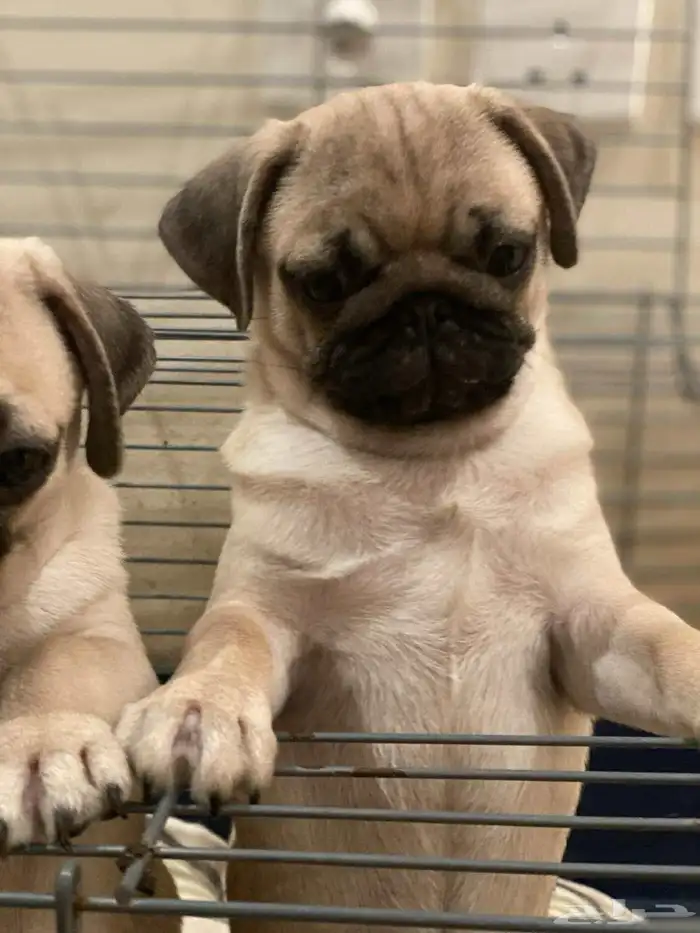 كلاب pug 0