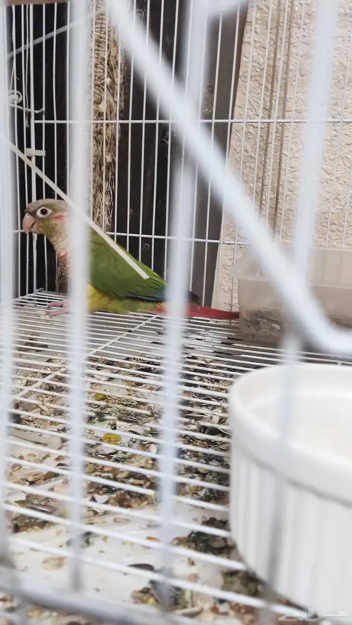 للبيع جوز كنيور اناناس 3