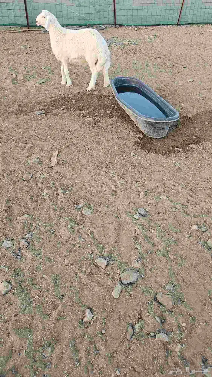 للبيع طلي صنف العمر 4شهور 0
