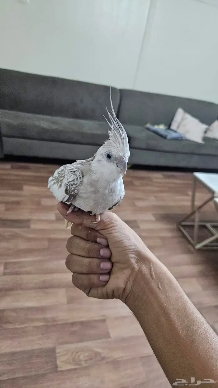 كروان للبيع اليف 1