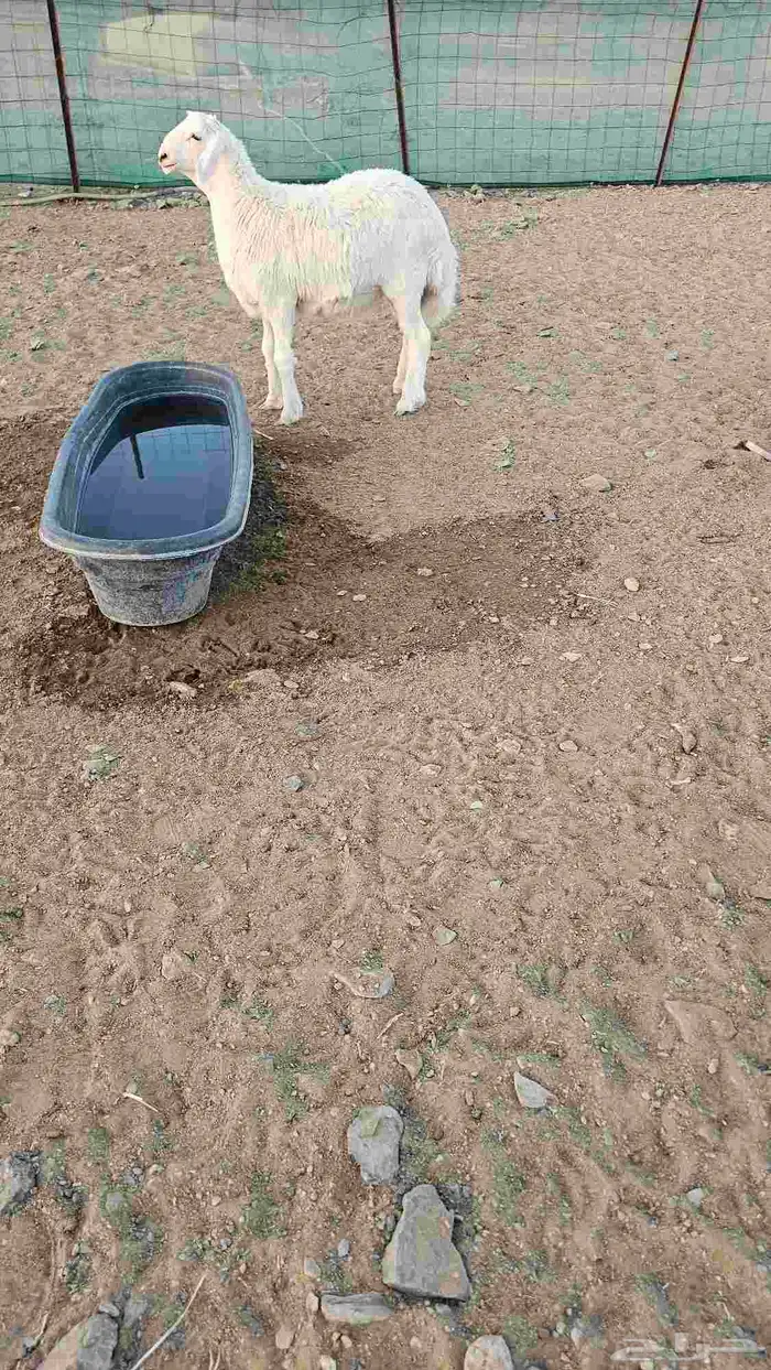 للبيع طلي صنف العمر 4شهور 2