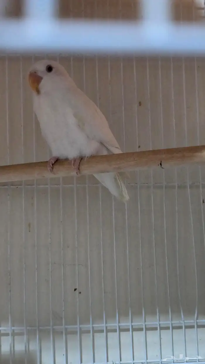 White Love Bird with Red eyes (albino) 0