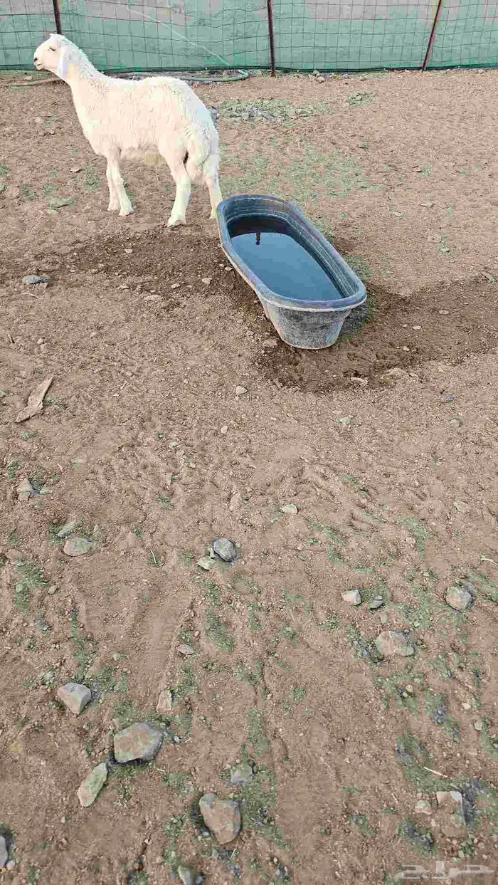للبيع طلي صنف العمر 4شهور 1