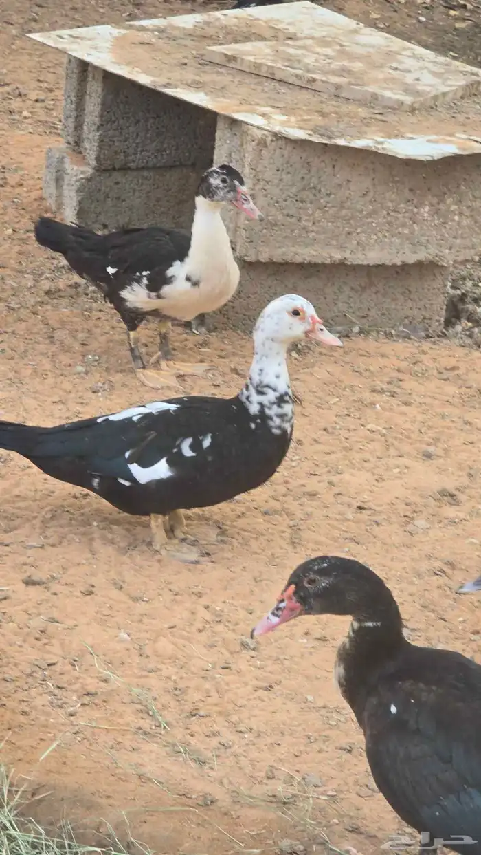 بط للبيع 1