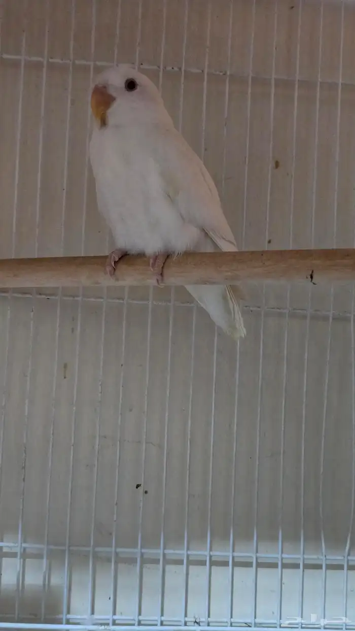 White Love Bird with Red eyes (albino) 1