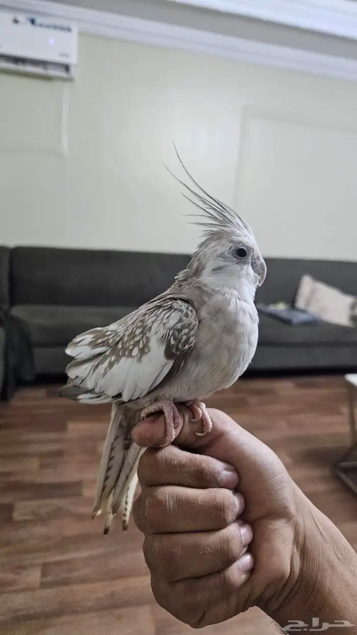 كروان للبيع اليف 0