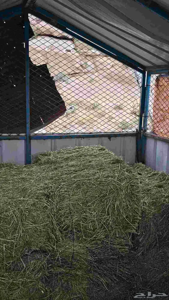 برسيم ربطات 0