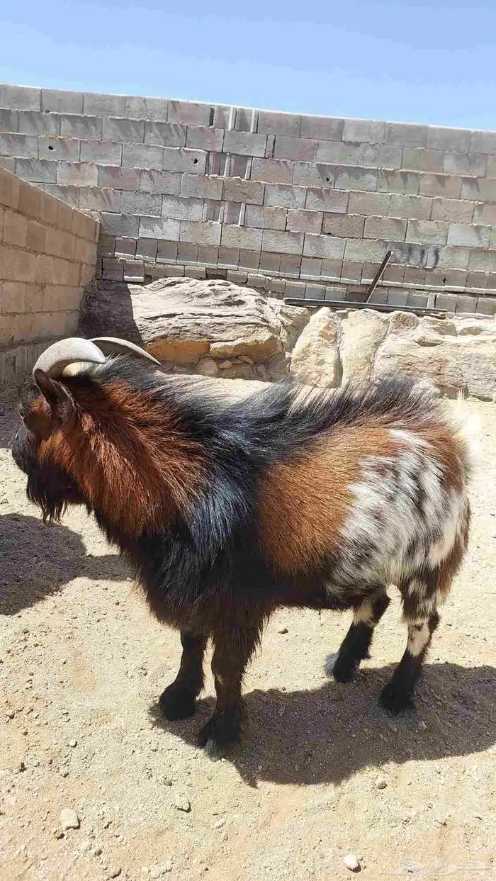 تيس قزمي سنه ثني 2