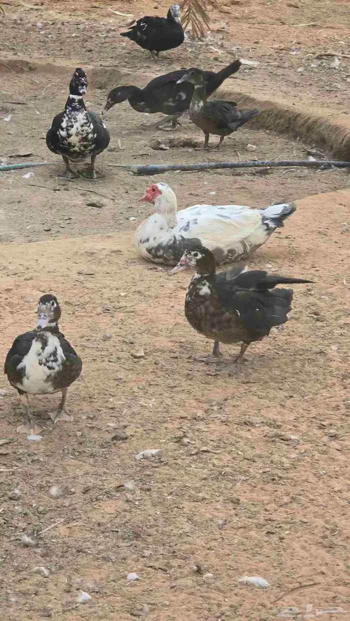 بط للبيع 2