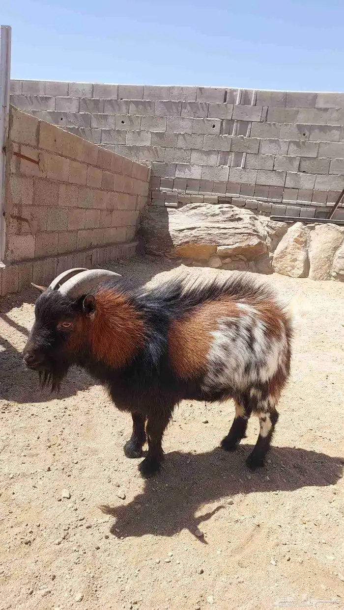 تيس قزمي سنه ثني 1
