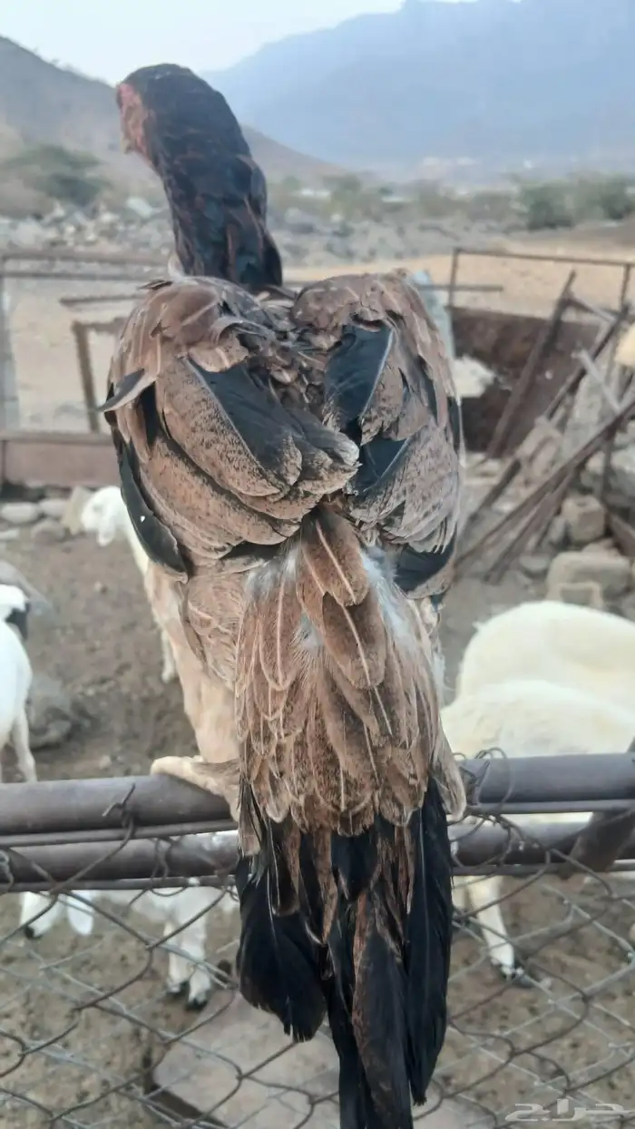 دجاج بكستاني 5