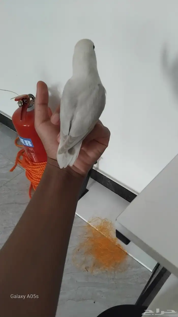 للبيع طير روز اليف انثى 3