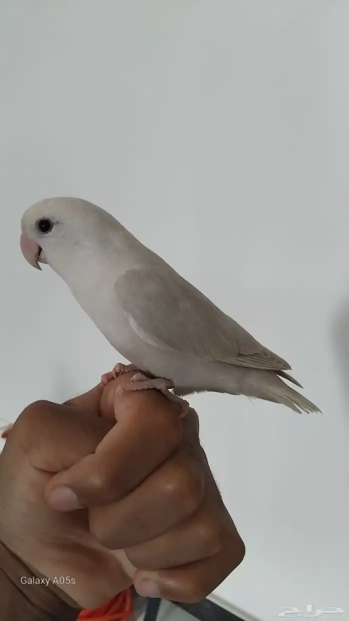 للبيع طير روز اليف انثى 0