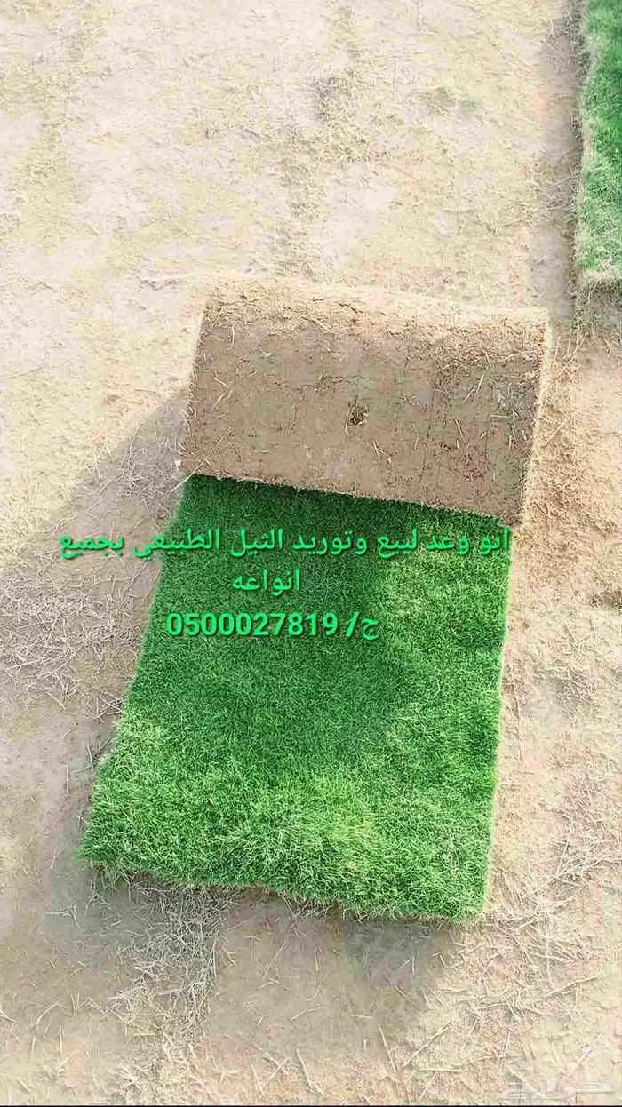 نخل واشنطني ثيل طبيعي للبيع 13