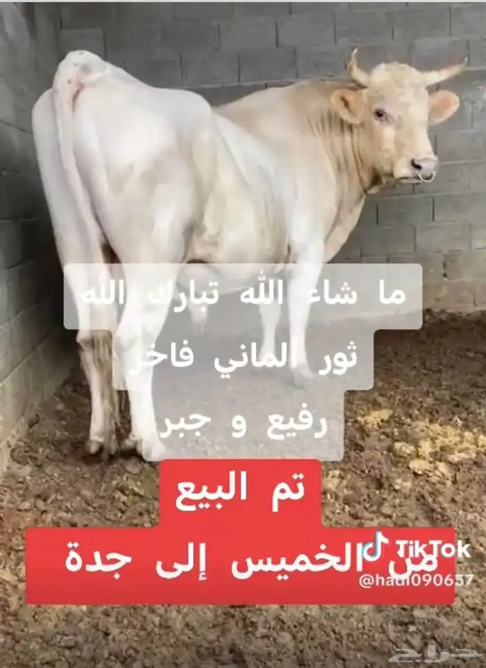 بقر الماني من سلالة بقر الراشد 3