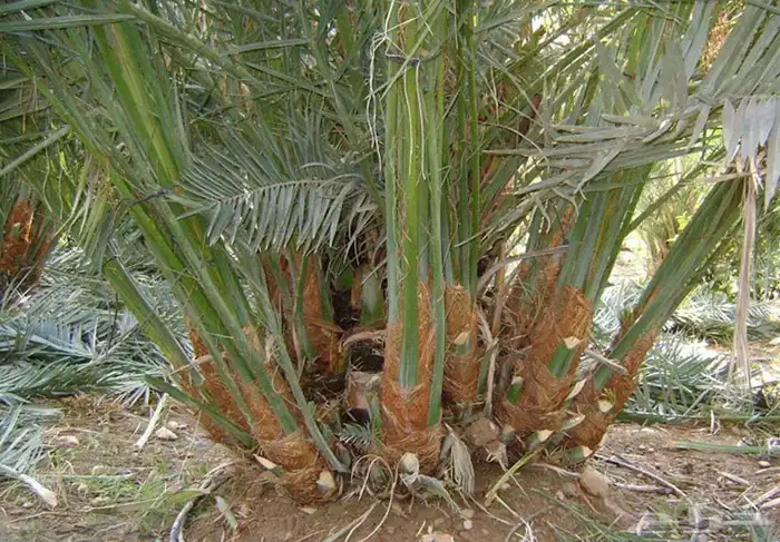 يوجد لدينا نخيل للبيع 2
