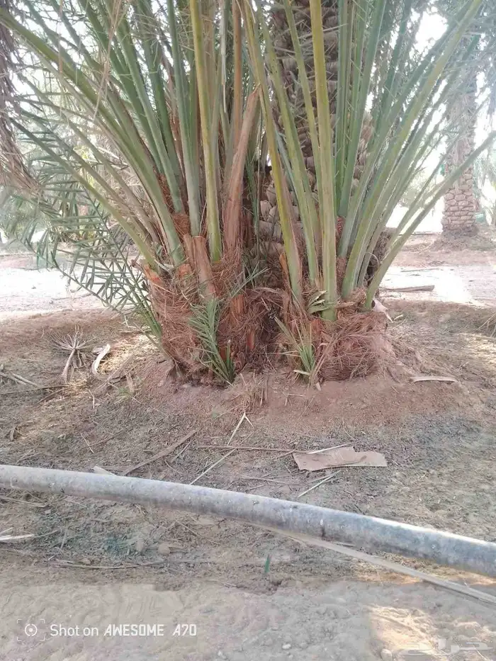 نخيل عربي وواشنطني واشجار زينه 0