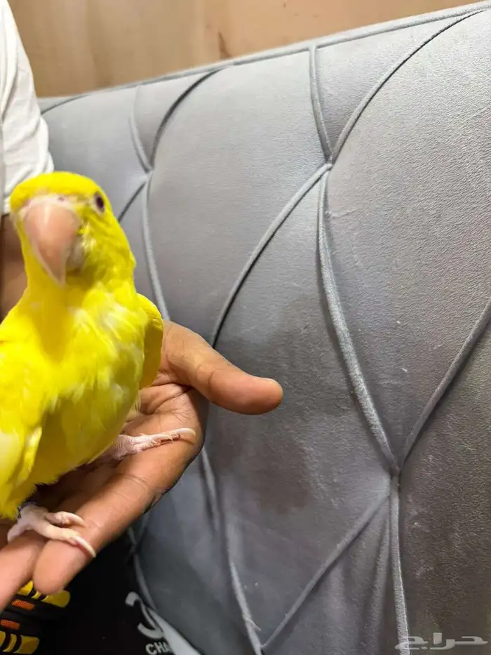 ذرة التيون عيون حمر نصف اليف الطير مهجور يبيله ترويض شوي 5
