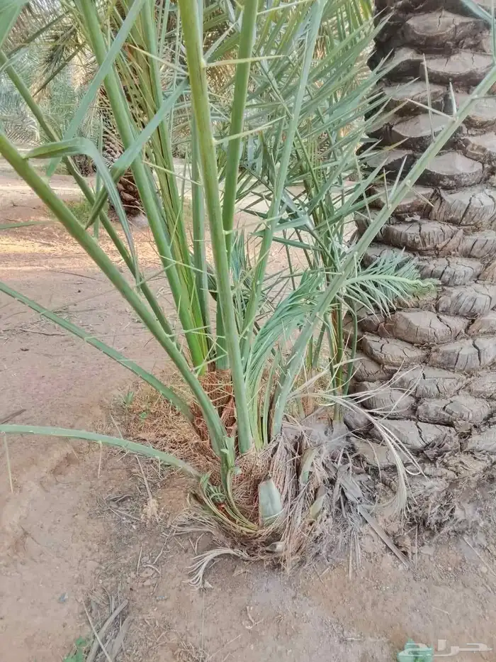 فروخ نخل جثايث نقايل 2