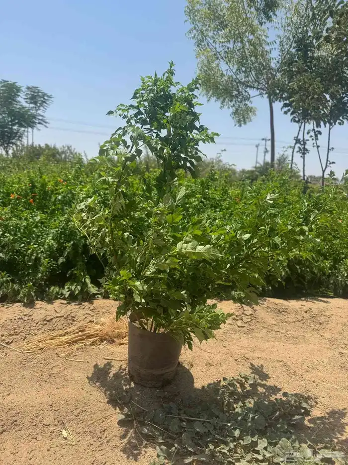 مشتل الجموم الجميع انواع اشجار 0
