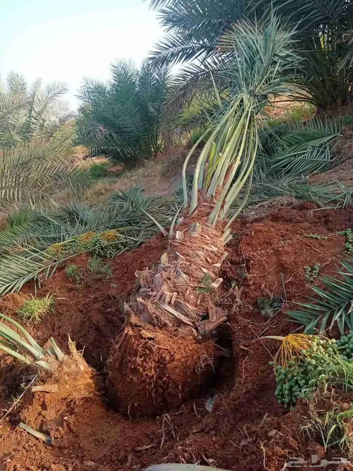 نخل عربي نخيل مثمر فسايل جثايث نخيل زينه واشنطني فسايل نقايل 1