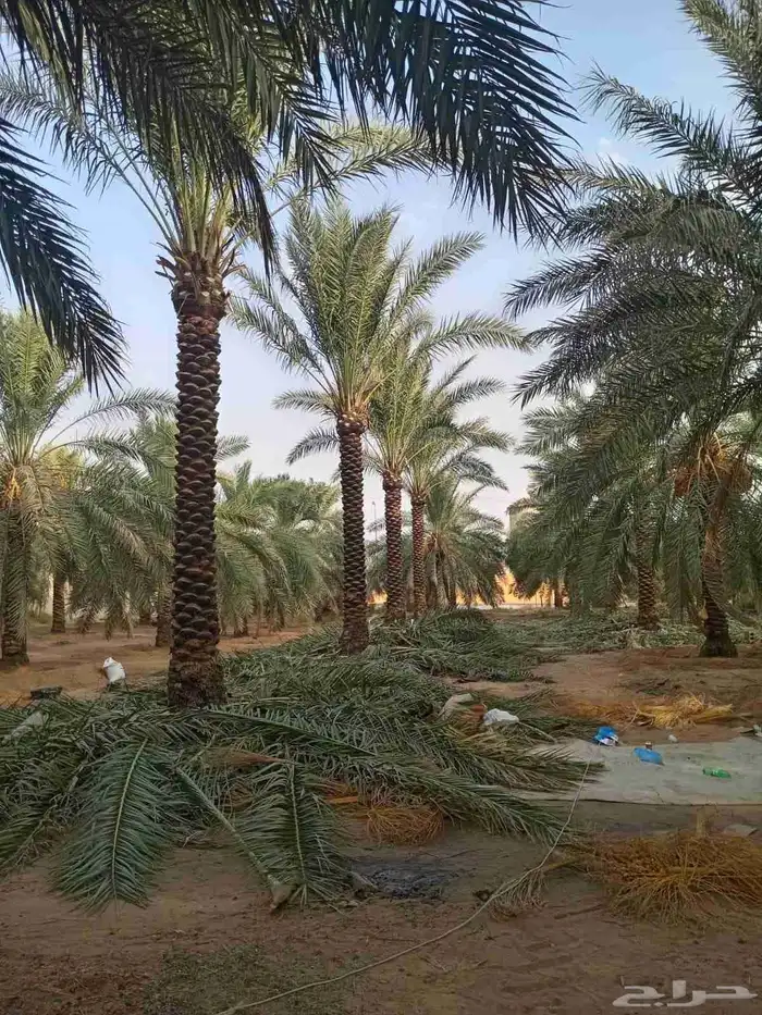 نخل للبيع باسعار مناسبه 2