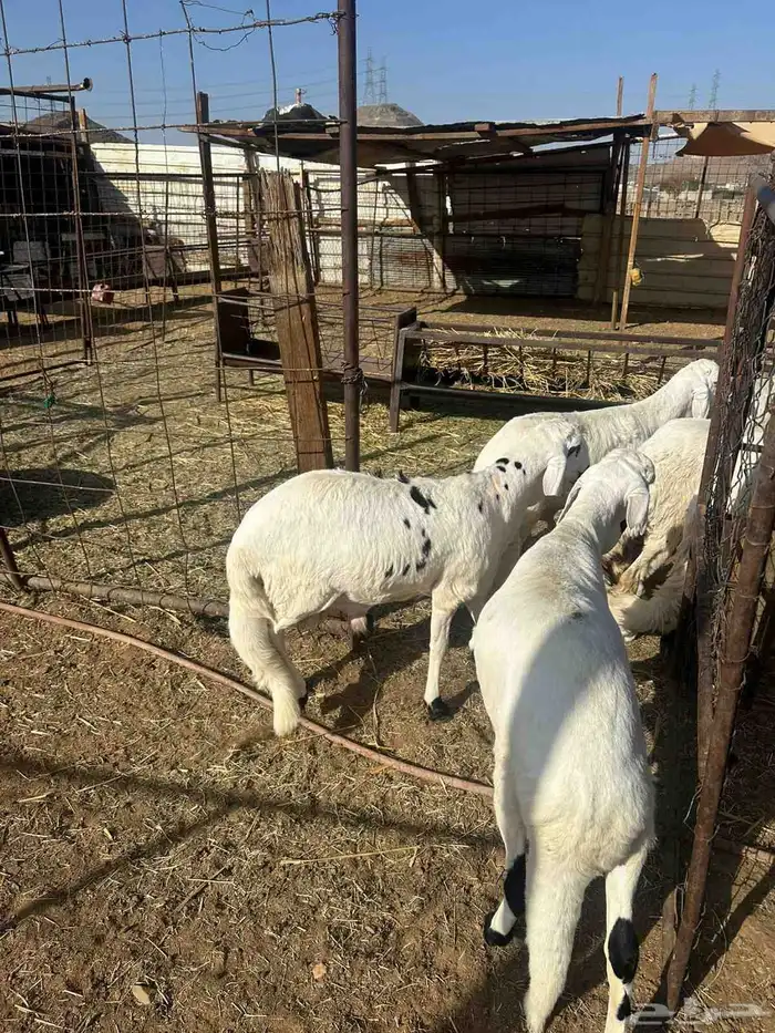 سواكن مرابي 3