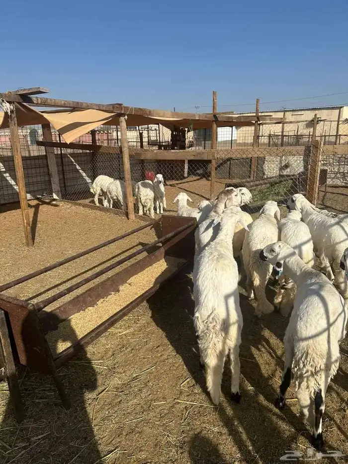 سواكن مرابي 2