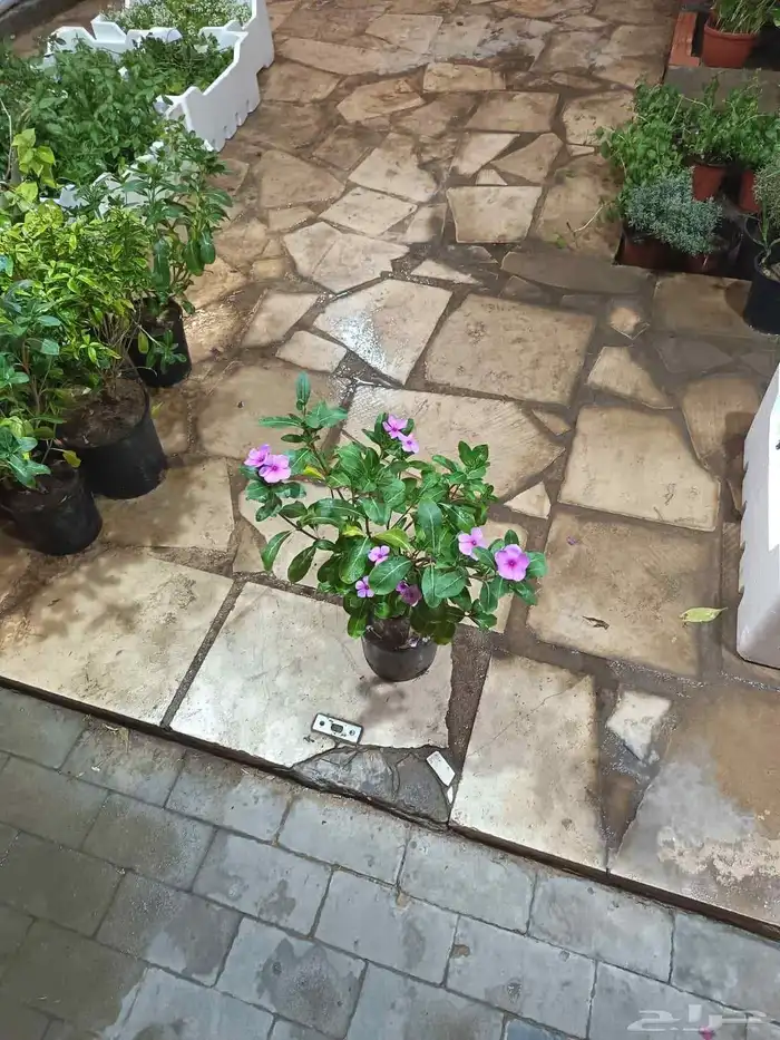 منسق حديق وتركيب جميع شبكات الري العادي والاتمتك 1