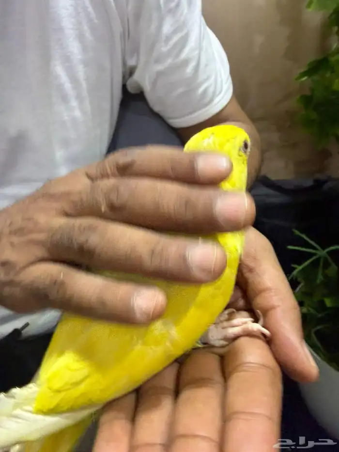 ذرة التيون عيون حمر نصف اليف الطير مهجور يبيله ترويض شوي 3