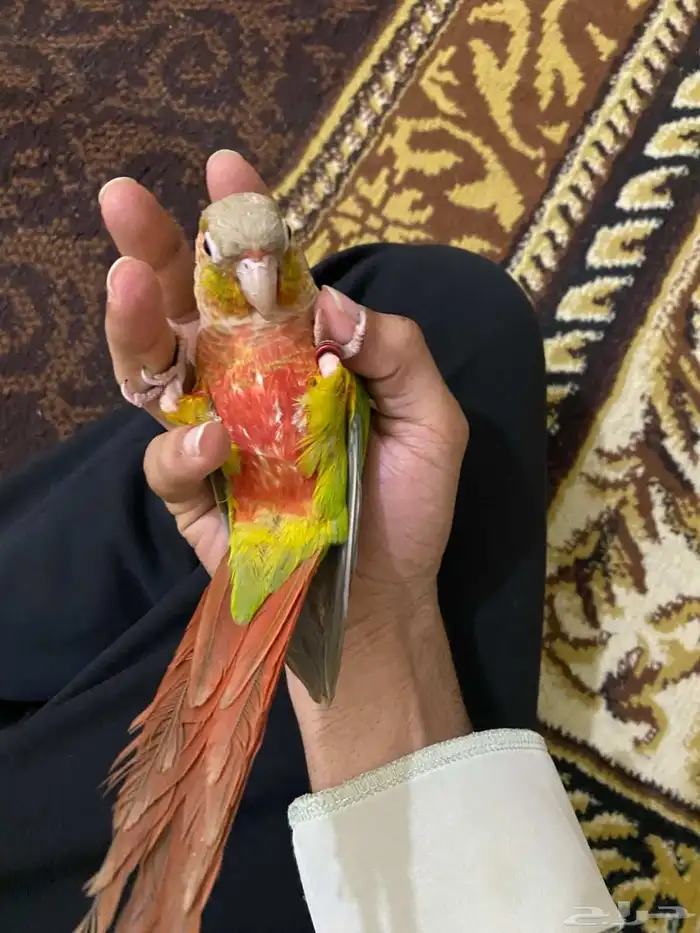 كنيور اليف ومتكلم 3